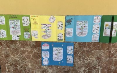 Lapbook de las plantas – Salamanca “María Auxiliadora”